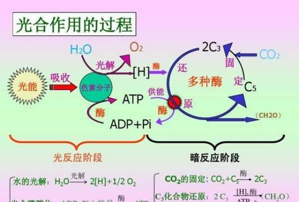 光合作用的化学方程式，光合作用的化学方程式是什么图1