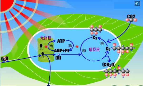光合作用的化学方程式，光合作用的化学方程式是什么图2