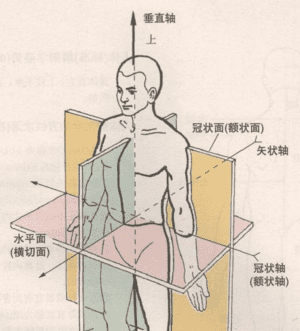 矢状面冠状面水平面分别是什么图7