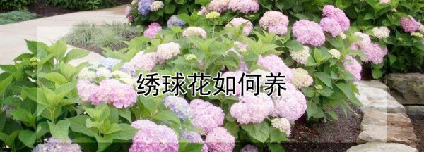 绣球花的养殖方法图4