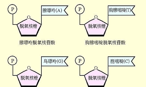 核苷酸是什么意思，核苷酸是什么的基本组成单位图1