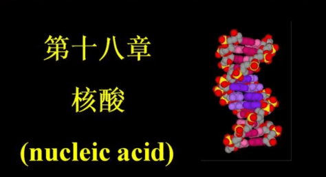 核苷酸是什么意思，核苷酸是什么的基本组成单位图4