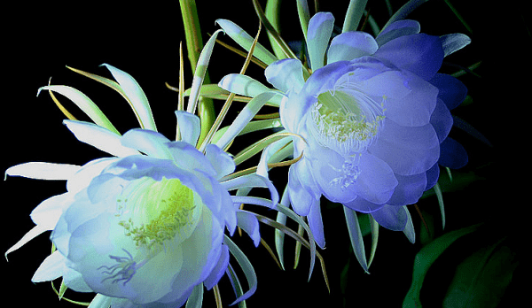 昙花的花期是多长时间，昙花开花时间大约有多久图2