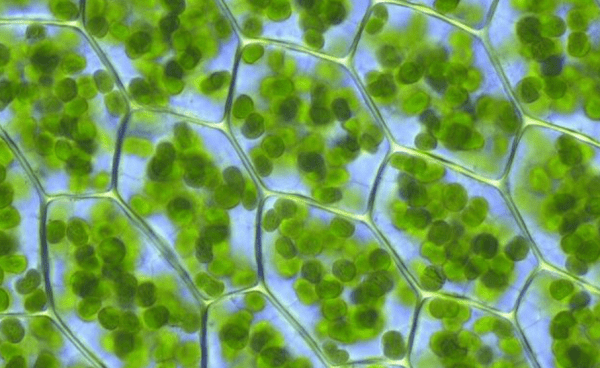 植物细胞比动物细胞多了什么结构图2