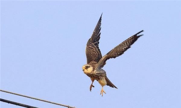 隼是什么鸟，隼鸟是什么动物图1