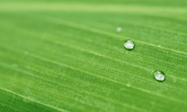 大自然的语言物候现象是什么