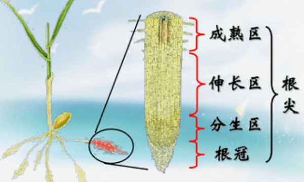 洋葱根尖分生区无什么细胞器图3