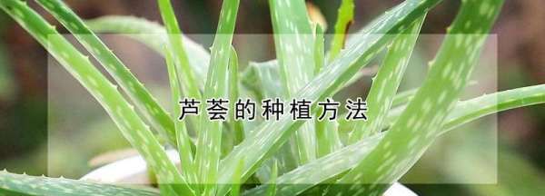 芦荟怎么种，芦荟如何种植图5