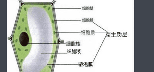 细菌缺乏哪一种结构仍可存活图1