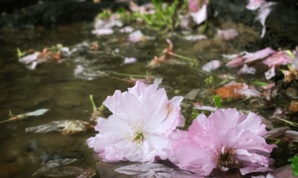 夜来风雨声花落知多少翻译，夜来风雨声花落知多少的意思图2