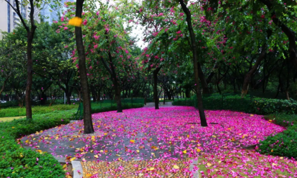 夜来风雨声花落知多少翻译，夜来风雨声花落知多少的意思图3