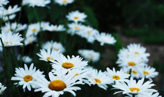 菊花送人有哪些讲究，送菊花代表什么意思图3