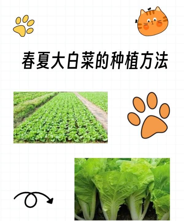 白菜怎么种，大白菜籽种植方法图1