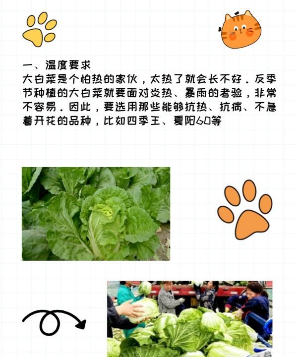 白菜怎么种，大白菜籽种植方法图2