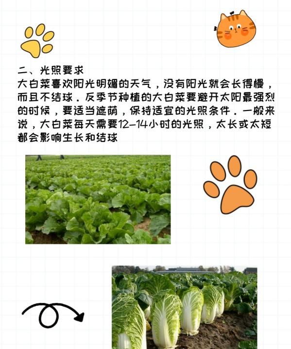 白菜怎么种，大白菜籽种植方法图3