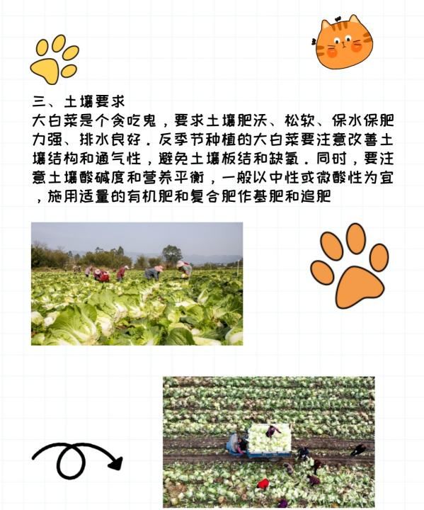 白菜怎么种，大白菜籽种植方法图4