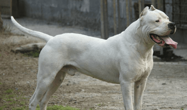 有哪些品种的狗是猎犬，什么犬可以训练成巡回猎犬图1