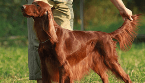 有哪些品种的狗是猎犬，什么犬可以训练成巡回猎犬图6