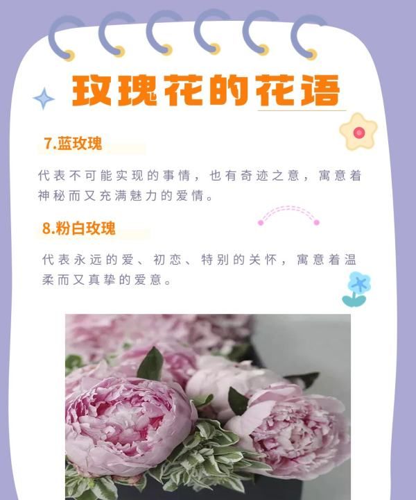 玫瑰花的寓意和花语，白玫瑰和粉玫瑰的花语分别是什么图5