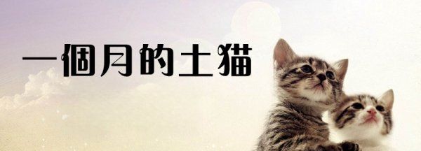 土猫怎么养，一个月的小土猫怎么养