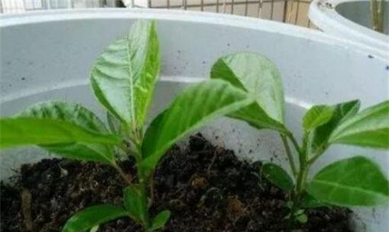 百香果盆栽种植方法，百香果可以盆栽种植吗图3