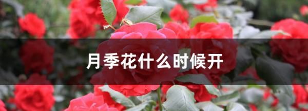 月季开花几季，月季几月份开花图1