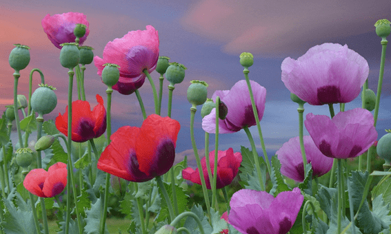 单反如何拍花朵，单反怎么样才能拍出清晰的花卉