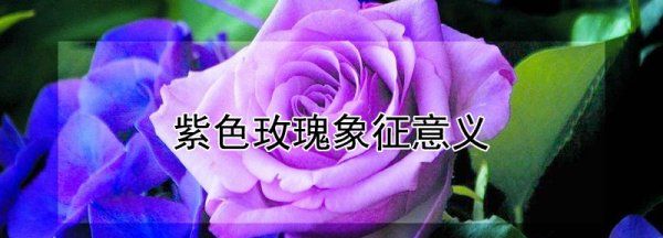 紫色玫瑰花的含义是什么，紫色玫瑰的花语是什么意思图2