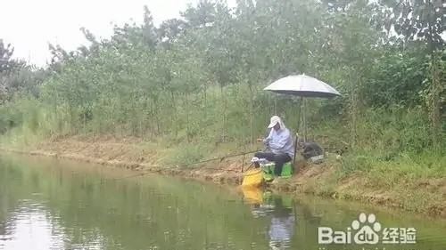 下雨天如何钓鱼鱼，下雨天怎么钓鱼鱼容易上钩