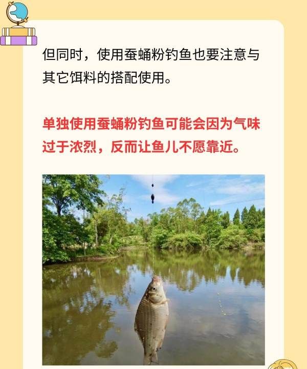 蚕蛹如何钓鱼，蚕蛹粉钓鲫鱼效果怎么样图3