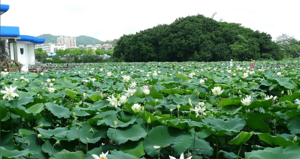 洪湖公园可以钓鱼，洪湖公园钓鱼从哪个门进