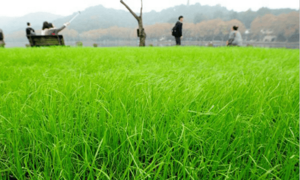 什么草可以钓鱼，冬天钓草鱼用什么饵料最好