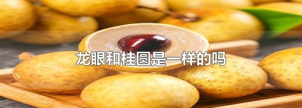 桂圆和龙眼一样，桂圆和龙眼有什么区别图5