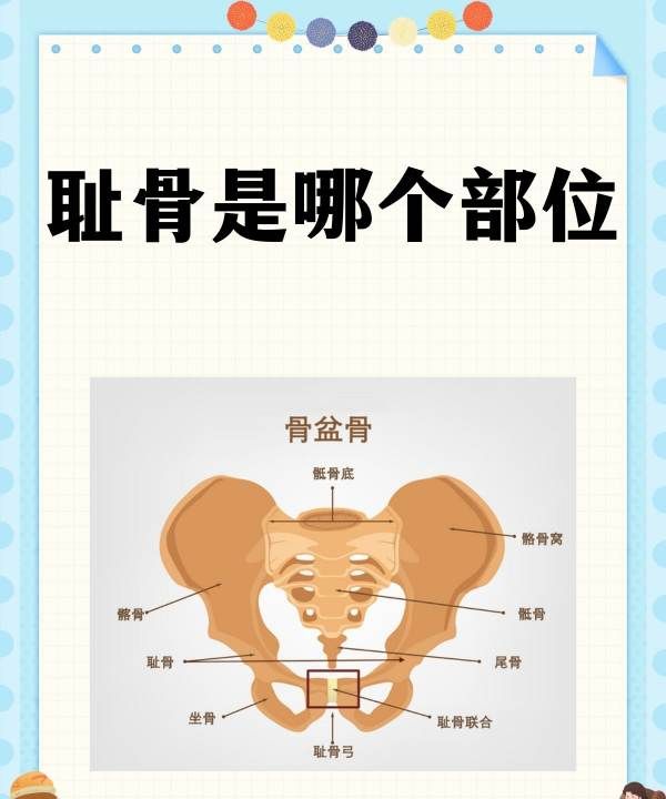 耻骨弓是哪个部位图片，耻骨高的好处 耻骨所在什么位置图1