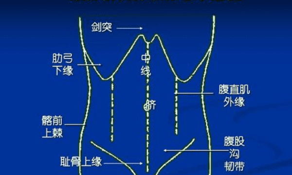 耻骨弓是哪个部位图片，耻骨高的好处 耻骨所在什么位置图5