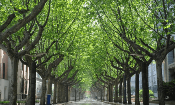 南京梧桐大道的来历是什么故事，《故乡的梧桐树》是指哪一个城市图2