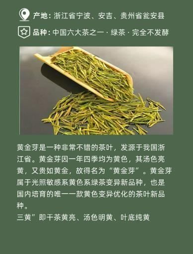 黄金芽茶品质特征，黄金芽茶怎么鉴定等级图6