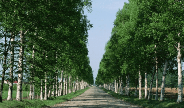 植树节是什么时候图1