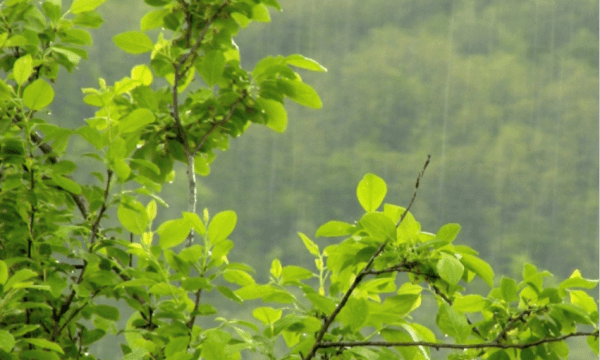 沥沥细雨什么意思图2