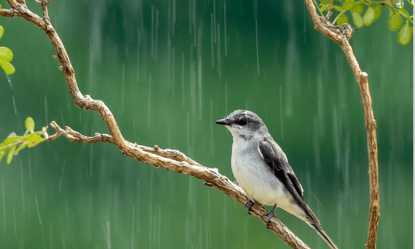 沥沥细雨什么意思图4