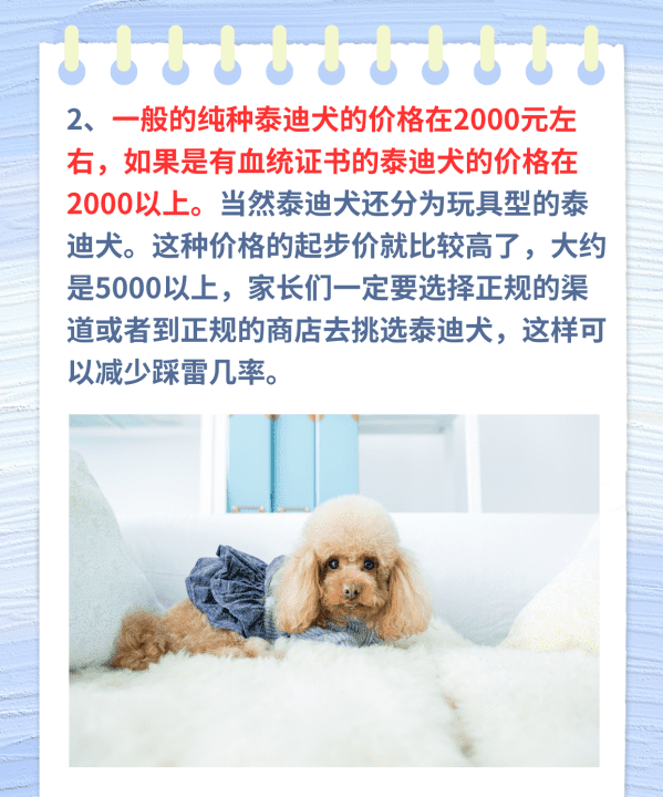 贵宾犬多少钱一只，泰迪狗多少钱一只图3