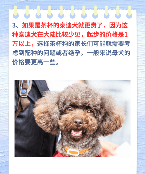 贵宾犬多少钱一只，泰迪狗多少钱一只图4