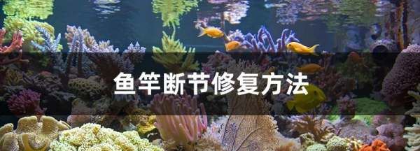 钓鱼竿断了怎么办，钓鱼竿最细一节断了可以修吗图1